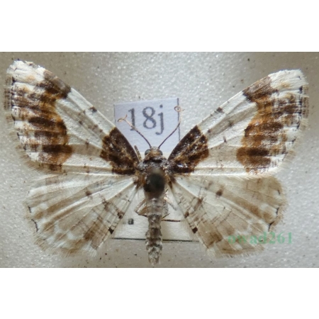 Ligdia adustata (denis & schiffermüller, 1775) Plamiec trzmieliniak Czech18j